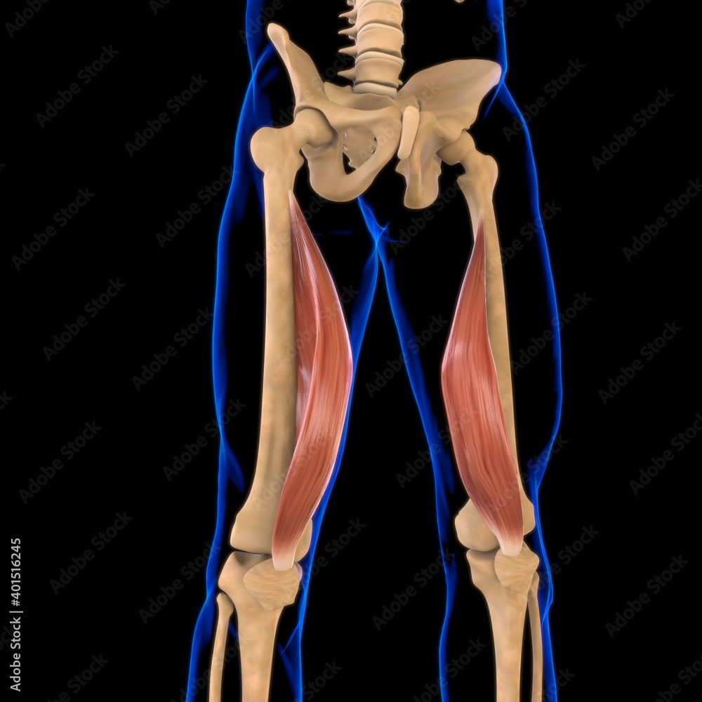 Vastus Medialis Muscle Anatomy For Medical Concept 3D Illustration Vastus Medialis Muscle Anatomy For Medical Concept 3D Illustration