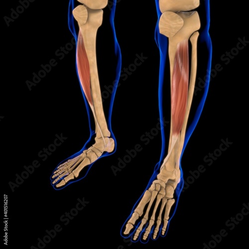 Tibialis Anterior Muscle Anatomy For Medical Concept 3D Illustration