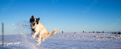 Photography white dog having fun in fresh snow winter fun with pets