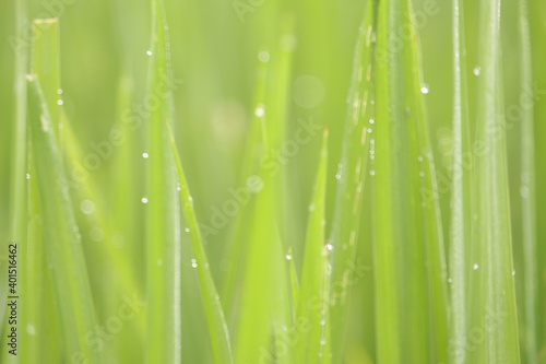 Green Grass With Water Droplet on blur Background. Green Natural background.
