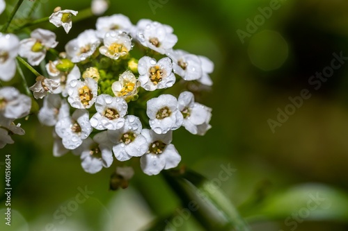 White alyssum flowers with small dew drops close up