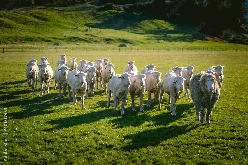 Obraz premium Sheep in New Zealand