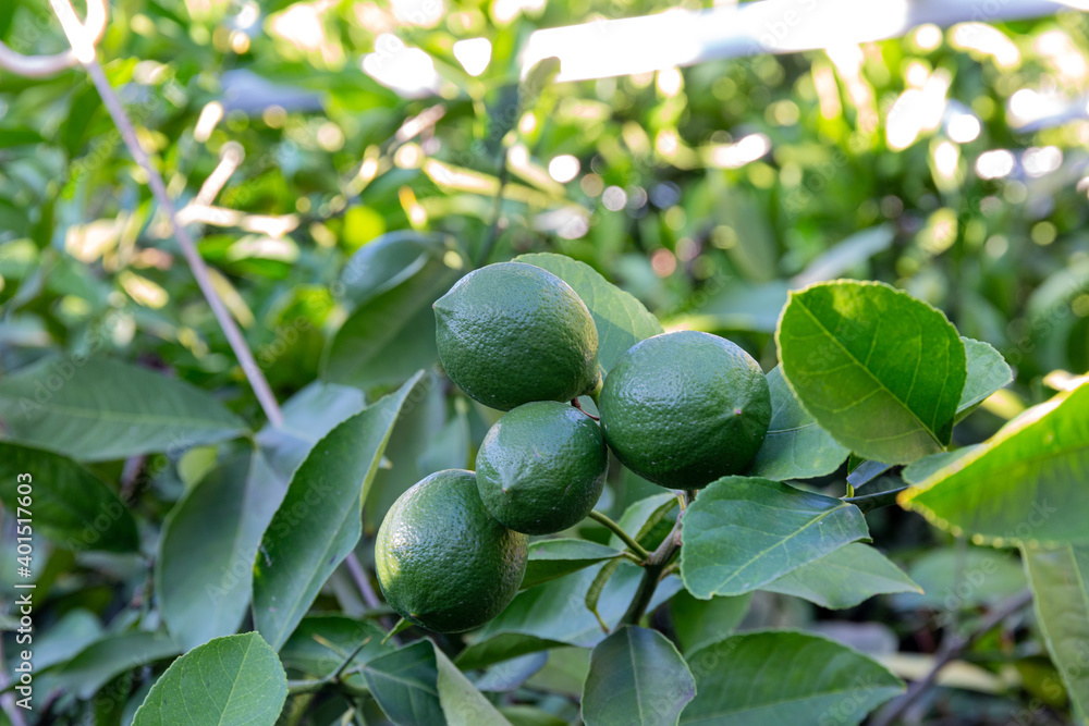 Citrus fruit and green leaves