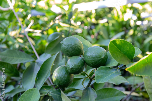 Citrus fruit and green leaves