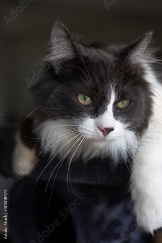 Cat lying and relaxing on cat tower. Blurred background. Looking out from the window.