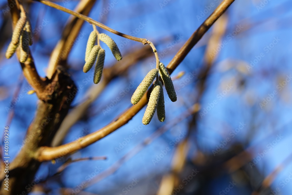 Naklejka premium Natur bilder