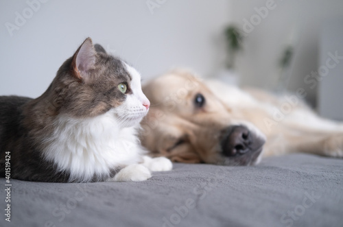 gray cat and beige dog lie together on the crib. golden retriever on a gray plaid