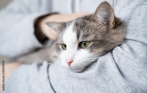 male hands hold a gray kitten at home. faceless man hugging with a cat