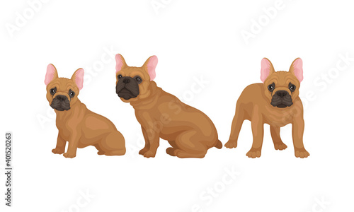 French Bulldog as Domestic Breed Sitting and Standing Vector Set