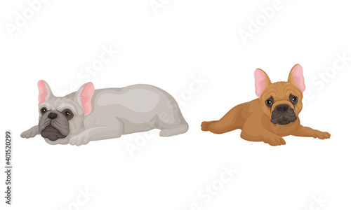 French Bulldog as Domestic Breed Lying Vector Set