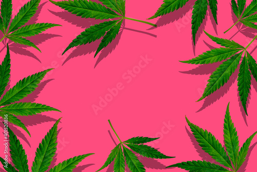 Flat composition with hemp leaves on a pink background  top view on background. minimal concept. creative copyspace