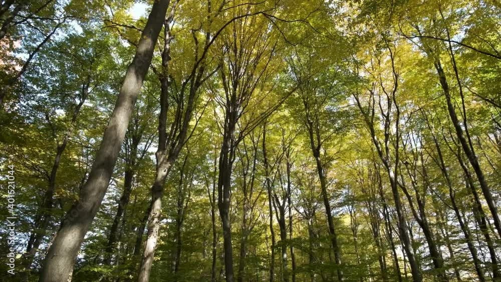 Autumn forest with bright orange and yellow leaves. Dense woods in sunny fall weather. Autumn forest with bright orange and yellow leaves. Dense woods in sunny fall weather.