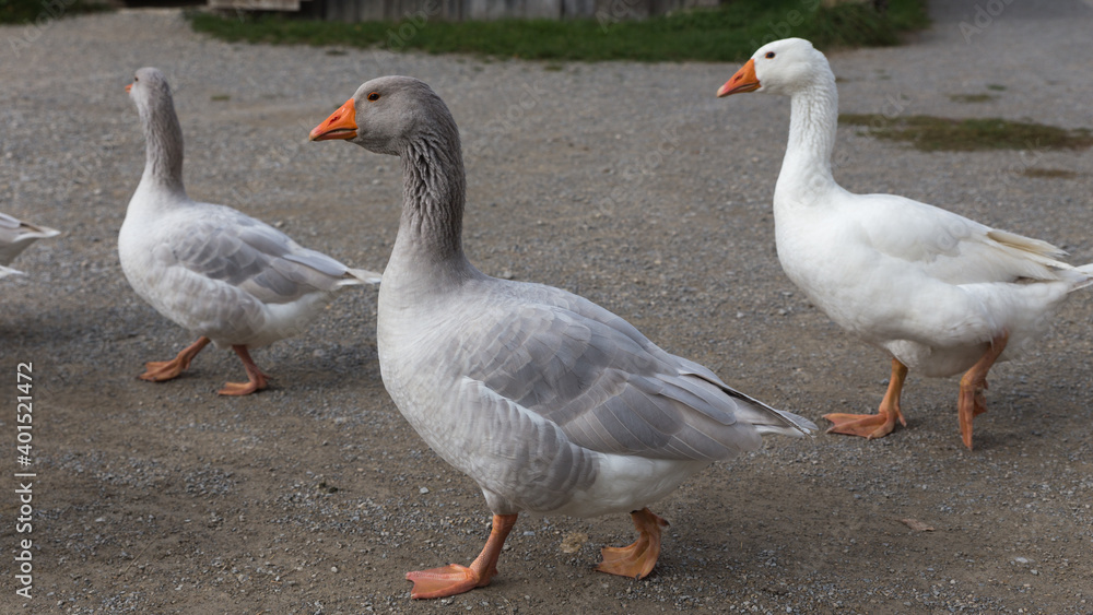 flock of geese in a rural german countryside flock of geese in a rural german countryside