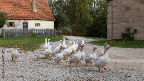 Foto flock of geese in a rural german countryside