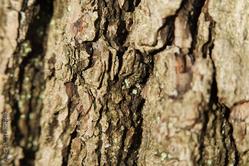 bark of a tree © Malia