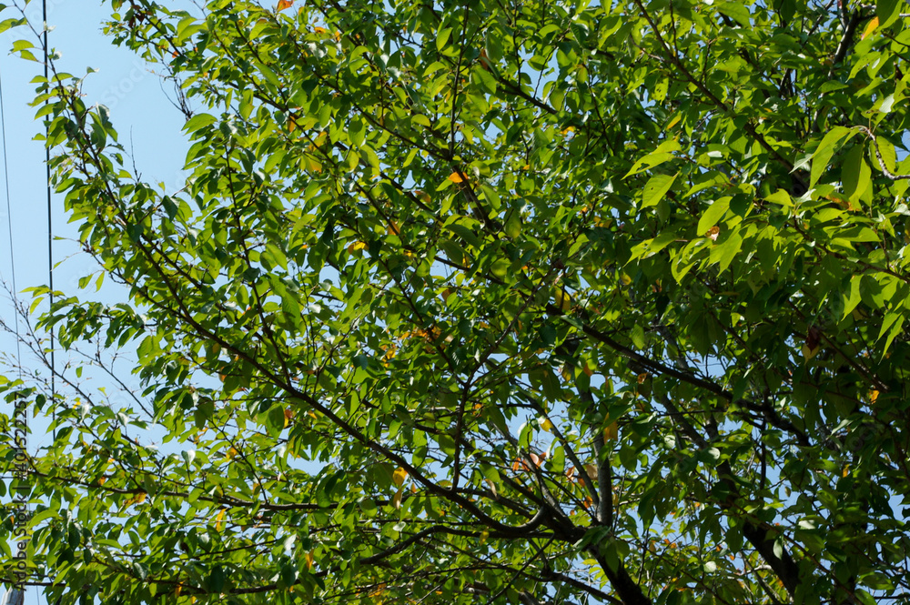 green leaves against sky