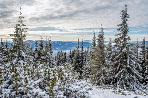 Snowy coniferous forest in Low Tatras mountains, Slovakia, winter scene