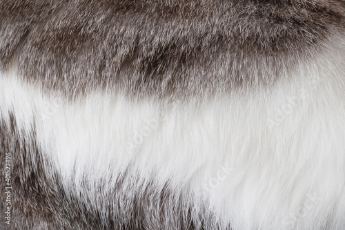Background texture from natural animal wool of gray and white bright color in blur.Concept of decoration, design of different surfaces, interior.
