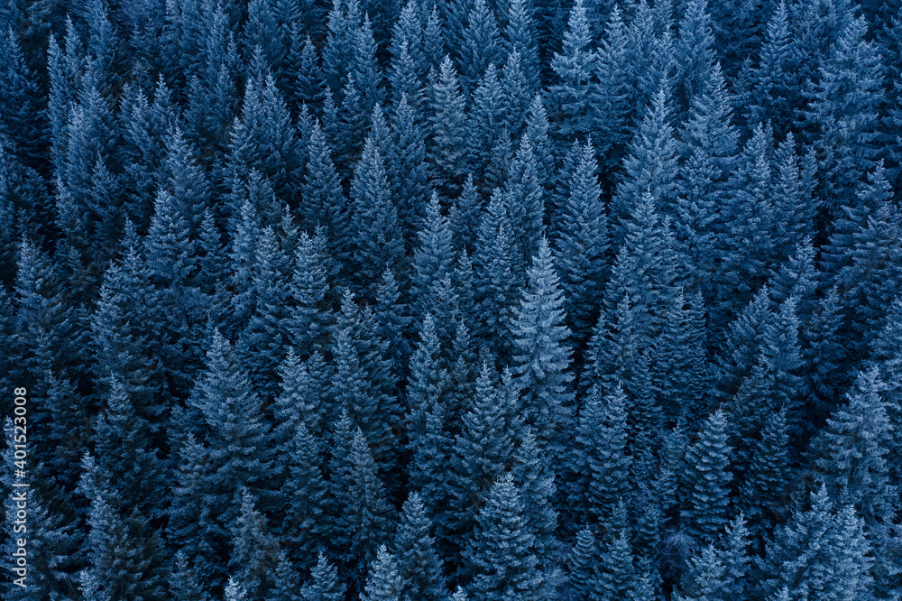 Frosty forest background. Seasonal nature patterns. Frosty forest background. Seasonal nature patterns.