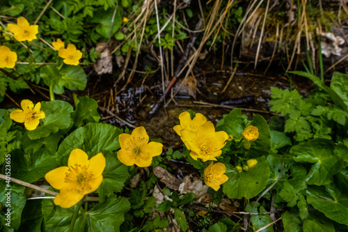 marsh marigold in a little brook in the mountains