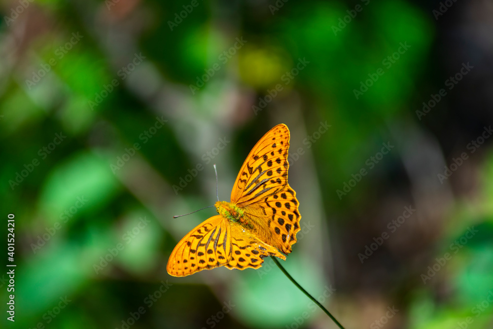 Italy, Trentino, Coredo Lake - 12 Juli 2020 - View of a magnificent butterfly surrounded by greenery Italy, Trentino, Coredo Lake - 12 Juli 2020 - View of a magnificent butterfly surrounded by greenery