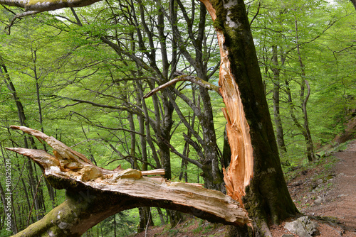 D  chainement de la nature    arbre ouvert dans les Pyr  n  es  Ari  ge en Occitanie  France