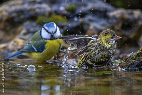 Zeisig (Carduelis spinus) Weibchen und Blaumeise