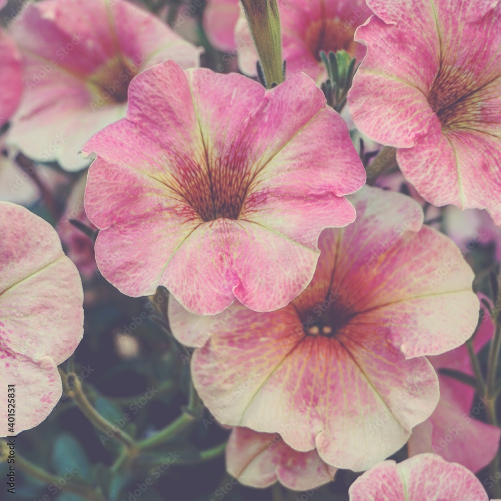 Fototapeta premium photo of artistic pink petunia flowers in the garden