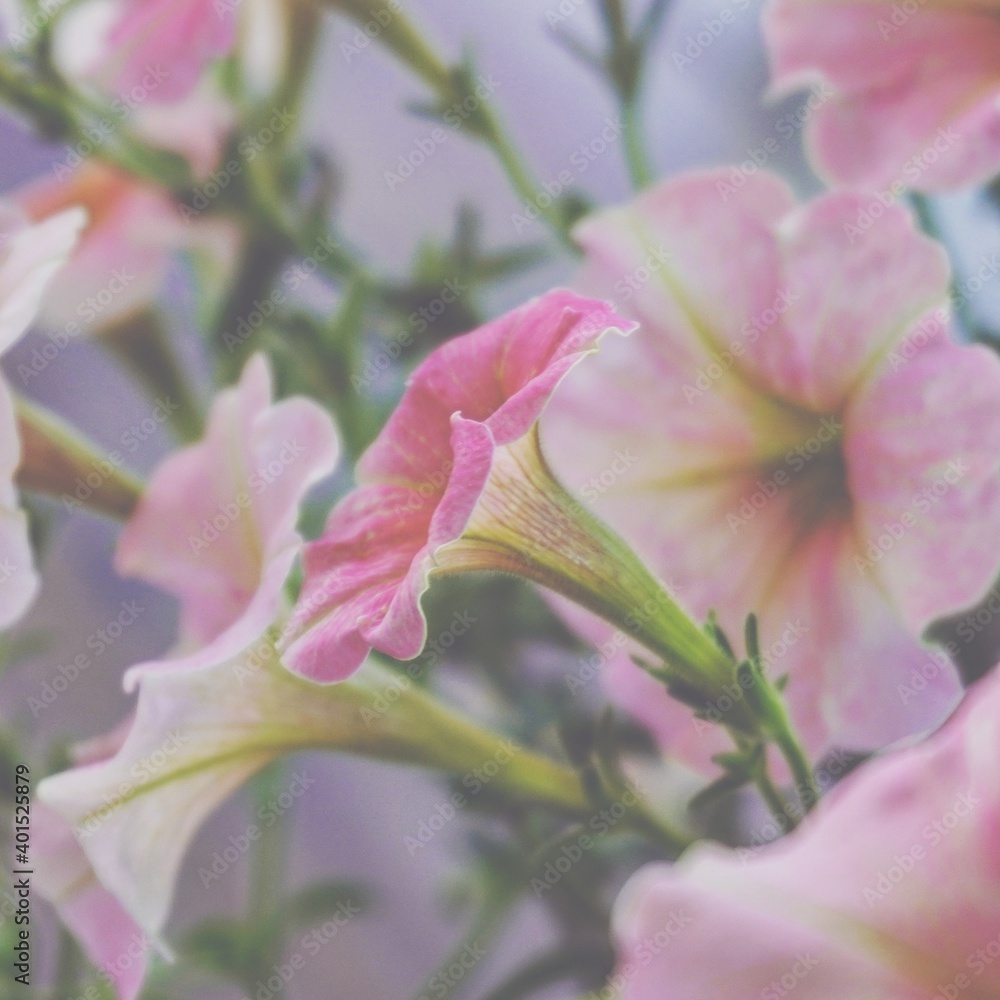 Fototapeta premium photo of artistic pink petunia flowers in the garden