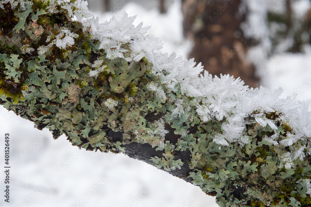 delle splendide formazioni di cristalli di ghiaccio sui rami di abete