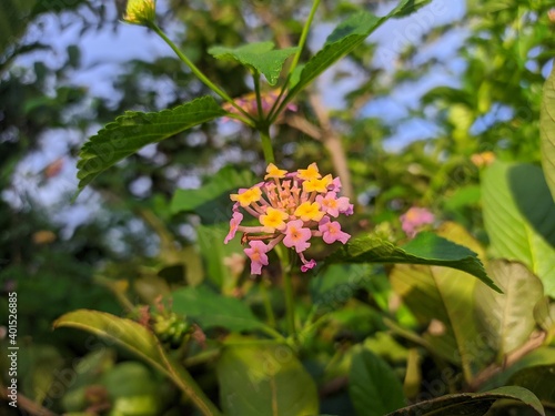 uniquely colored wild flowers