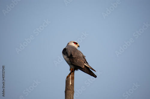 The black winged kite  also known as the black-shouldered kite  is a small diurnal bird of prey in the family Accipitridae best known for its habit of hovering over open grasslands.