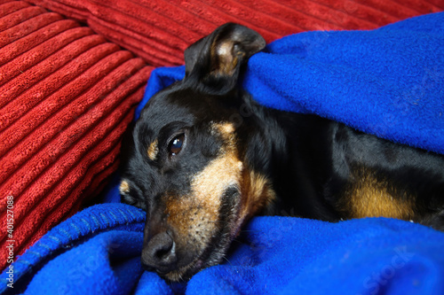 Close up portrait of sleepy relaxed miniature pinscher dog (Canis lupus familiaris, mini doberman) face and snout covered with blue fluffy blanket on red sofa (focus on half open eye )