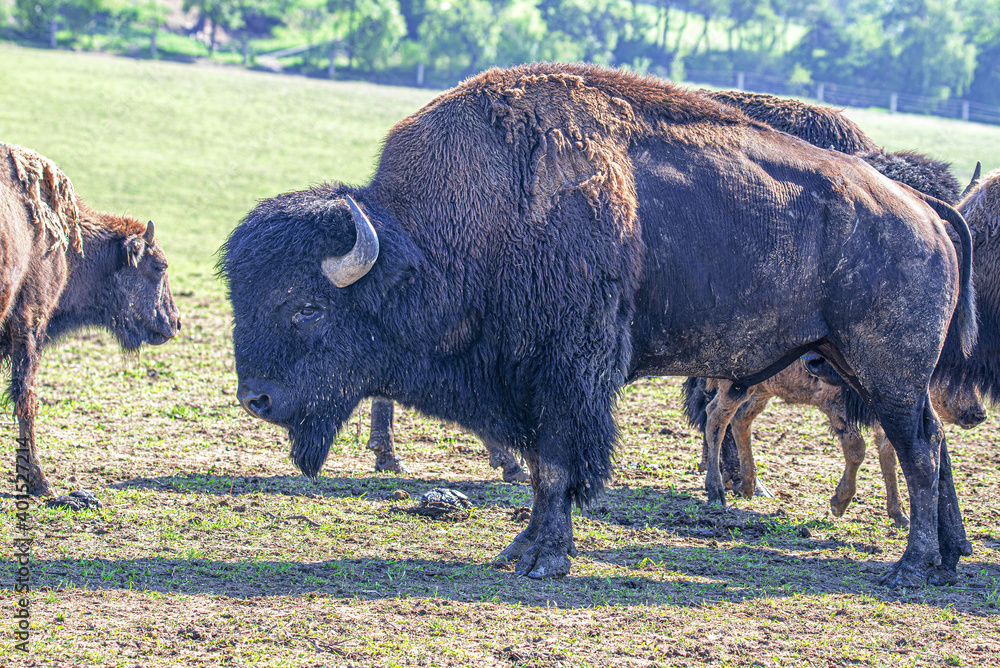 Bison Bison