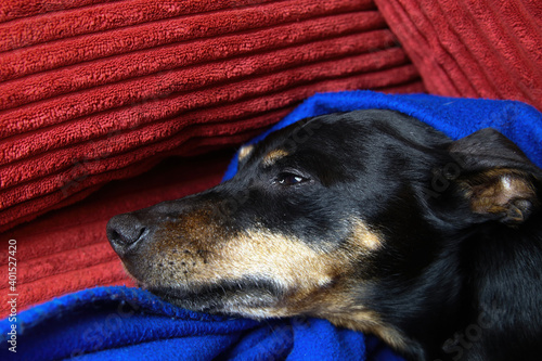 Close up portrait  of sleepy relaxed miniature pinscher dog (Canis lupus familiaris, mini doberman) face and snout covered with blue fluffy blanket on red sofa (focus on half open eye ) © Ralf