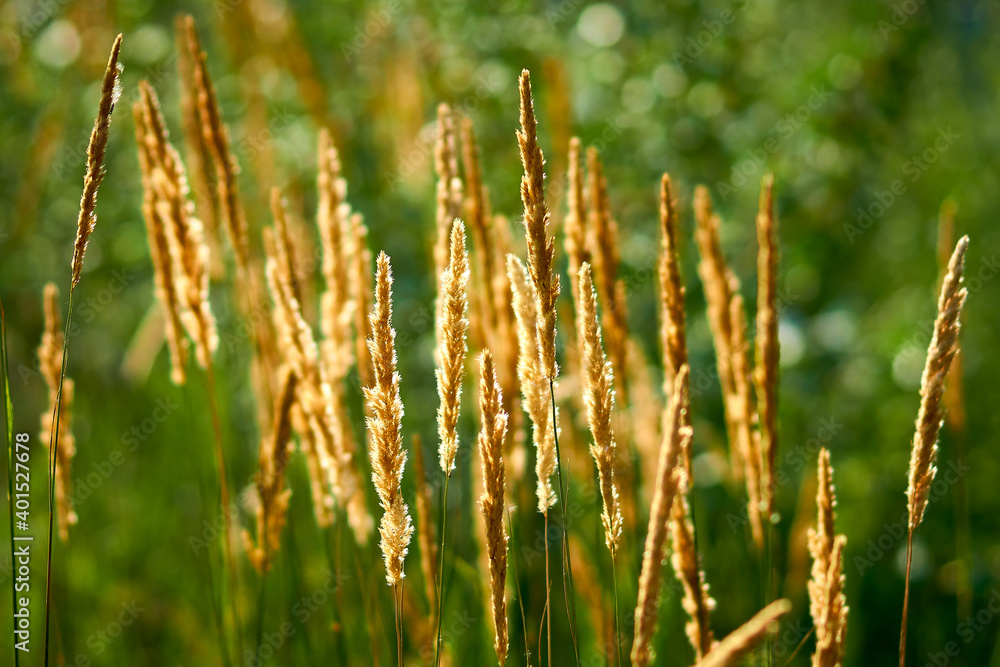 grass, nature, wheat, plant, field, green, summer, flower, grain, agriculture, cereal, dry, sky, seed, spring, crop, meadow, wild, food, growth, farm, grow, harvest, stalk, spikelet, ears, sheaves, s
grass, nature, wheat, plant, field, green, summer, flower, grain, agriculture, cereal, dry, sky, seed, spring, crop, meadow, wild, food, growth, farm, grow, harvest, stalk, spikelet, ears, sheaves, s