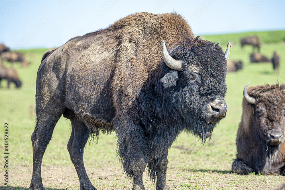 Bison Bison
