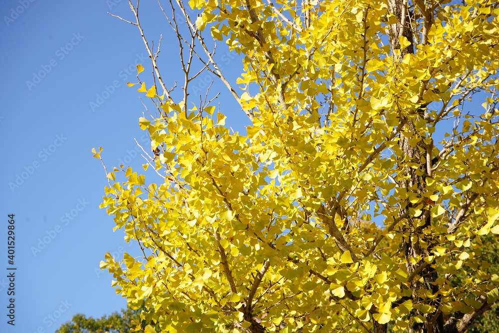 Fototapeta premium View of bright autumn leaves, Momiji in Aichi, Japan - 黄色く紅葉した銀杏の葉 