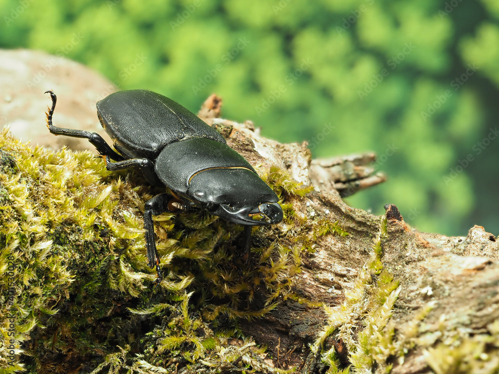 Balkenschröter, Dorcus parallelipipedus läuft über den Waldboden. Balkenschröter, Dorcus parallelipipedus läuft über den Waldboden.