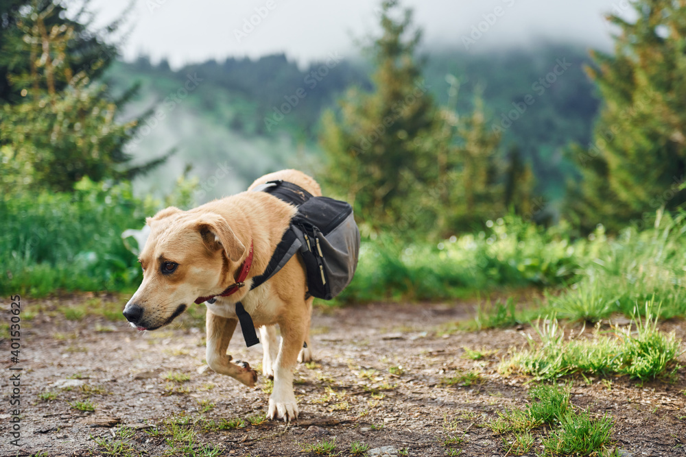 Obraz premium Cute dog with bag. Majestic Carpathian Mountains. Beautiful landscape of untouched nature