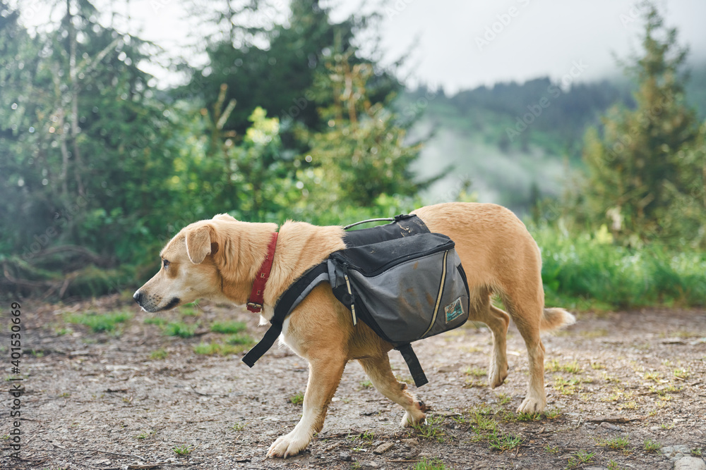 Cute dog with bag. Majestic Carpathian Mountains. Beautiful landscape of untouched nature