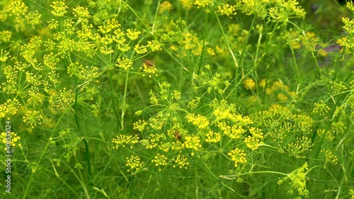 A Bee on yellow flowers of wild Rocket (Sisymbrium loeselii). flowering meadow. 
The yellow flowers of wild Small tumbleweed mustard. A field yard. photo
