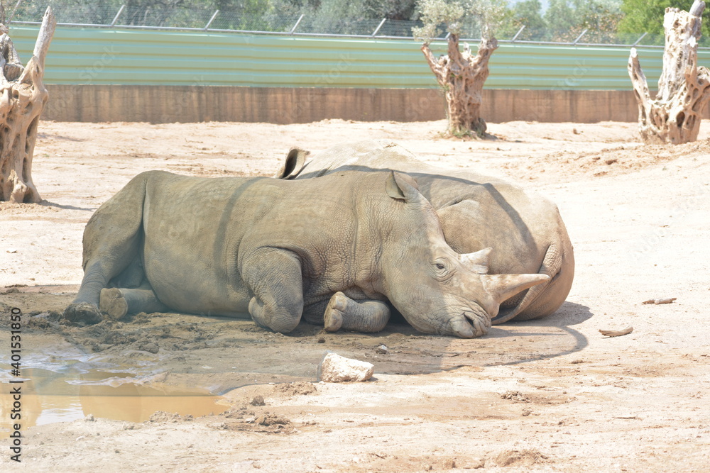 Obraz premium Couple of Rhinos