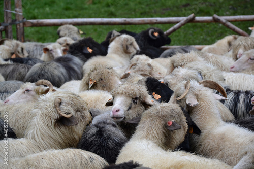 black and beige sheep, flock of sheep around the fence