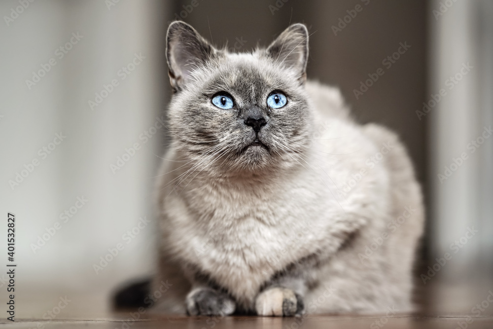 Older gray cat with piercing blue eyes, laying on wooden floor, closeup shallow depth of field photo