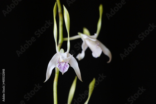 Orquídea Dendrobium Antennatum
