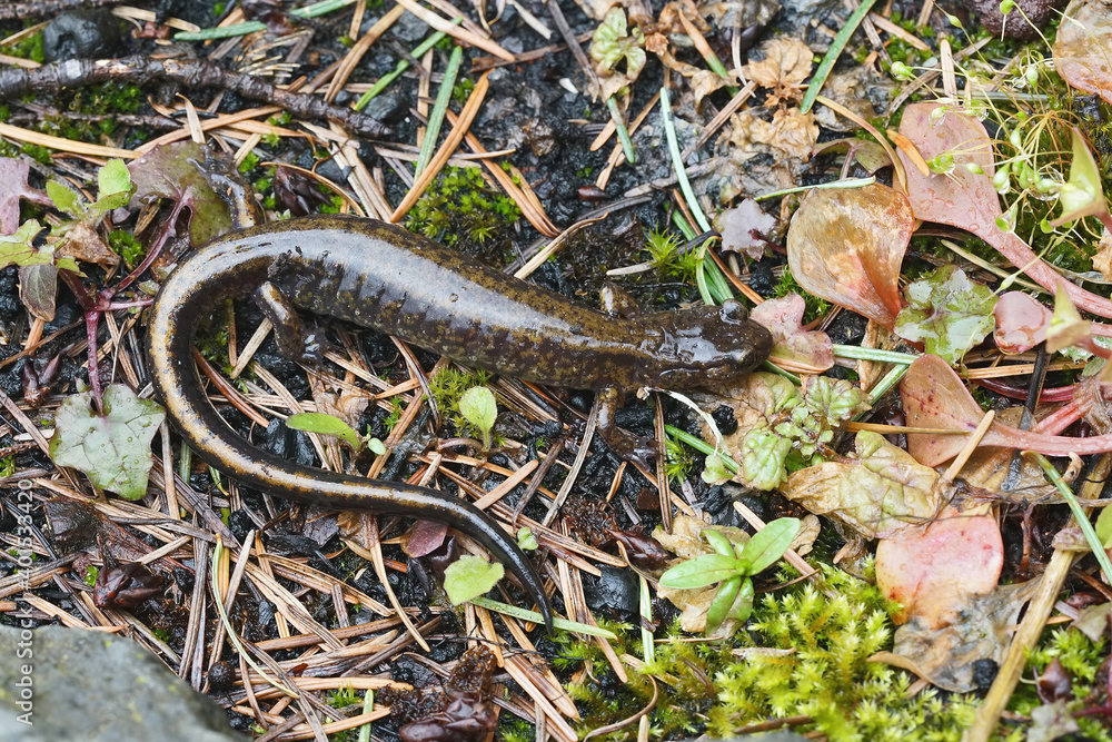 Plethodon dunni - Dunn's salamander Plethodon dunni - Dunn's salamander
