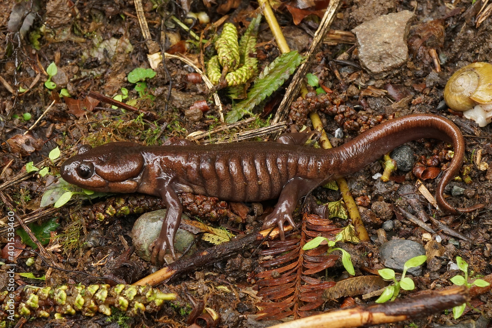 Fototapeta premium Ambystoma gracile - Northwestern salamander