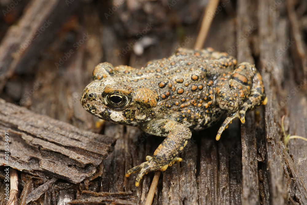 Obraz premium Anaxyrus boreas - Western toad