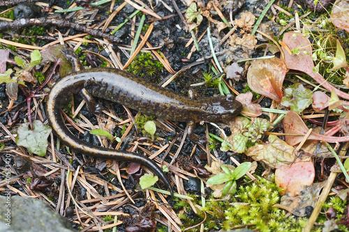 Plethodon dunni - Dunn's salamander